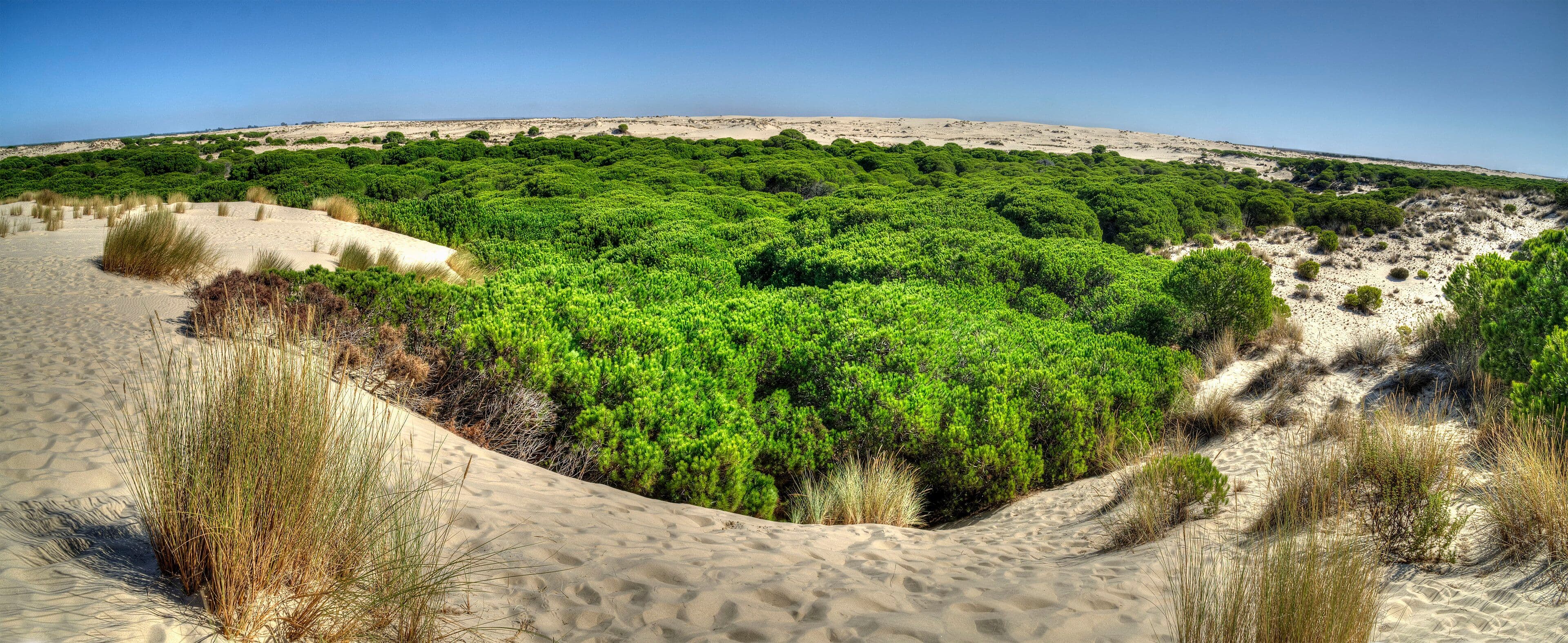 Les dunes mòbils del Parc Nacional de Doñana, amb els corrals de vegetació entre la sorra